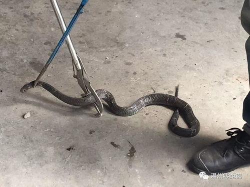 国产抓蛇工具演示视频,一招轻松捕捉蛇类，安全高效演示大揭秘