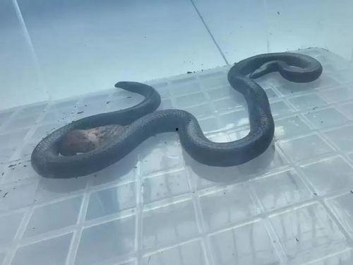 国产抓蛇工具演示视频,一招轻松捕捉蛇类，安全高效演示大揭秘