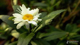 国产欧洲韩国野花视频,国产、欧洲、韩国野花视频大赏