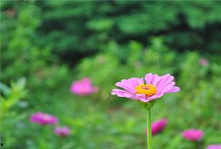 国产欧洲韩国野花视频,国产、欧洲、韩国野花视频大赏