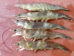 pp虾国产视频,PP虾的精彩瞬间回顾