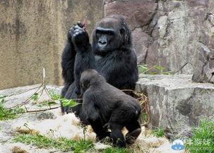 国产搞笑片大猩猩视频,国产喜剧的欢乐盛宴