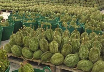 采摘国产榴莲视频网站大全  第2张