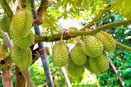 采摘国产榴莲视频网站大全  第3张